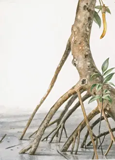 Development Prints: Illustration of seed hanging from mangrove tree rooted in muddy swamp