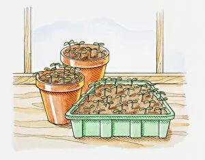 Illustration of seedlings in pots and in seedling tray