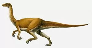Images Dated 22nd March 2010: Illustration of Segnosaurus, side view