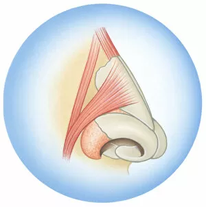 Images Dated 10th December 2008: Illustration of septum cartilage inside human nose