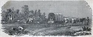 Oxen Prints: Illustration Of Settlers On The Move