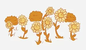 Illustration in shades of orange, Helianthus sp. seven sunflowers and three bushes in background