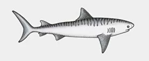 Illustration of shark, a cartilaginous fish (Chondrichthyes)