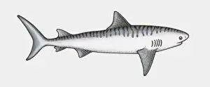 Shark Prints: Illustration of shark, a cartilaginous fish (Chondrichthyes)