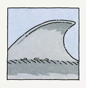Illustration of shark dorsal fin, close-up