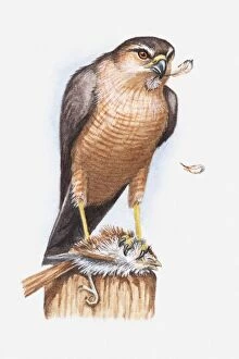 Tree Stump Gallery: Illustration of a Sharp-shinned hawk (Accipiter striatus) feeding on a small bird