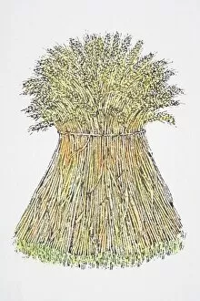 Images Dated 12th September 2006: Illustration, sheaf of wheat standing upright