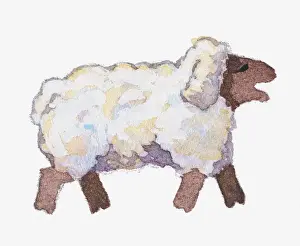 Animal Sound Prints: Illustration of sheep bleating