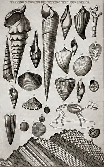 Fossil Prints: Illustration Of Shell And Fossil Types