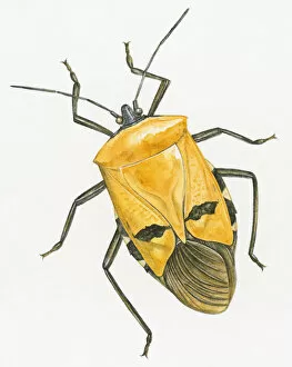 Illustration of Shield Bug (Acanthosoma labiduroides), insects of Hemiptera order also known as Stink Bug