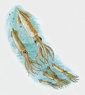 Images Dated 26th October 2009: Illustration of shoal squid underwater