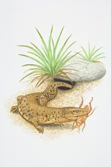 Australian Prints: Illustration, Short-tailed Monitor (Varanus brevicauda)