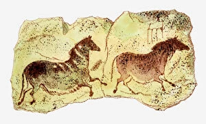 Illustration showing cave paintings of two horses, Lascaux, France