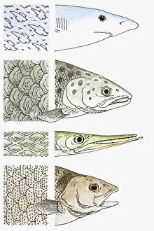Images Dated 17th June 2010: Illustration showing close-up of Shark, Salmon, Gar and Perch scales