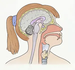 Trachea Prints: Illustration showing connection of thyroid gland and pituitary gland to brain of pre-adolescent girl