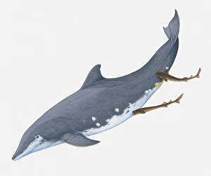 Images Dated 23rd March 2011: Illustration of showing Cookiecutter Sharks feeding by making circular wounds on Rough-Toothed