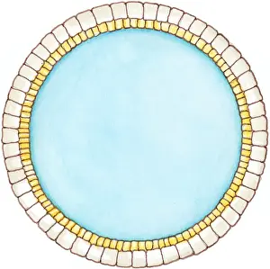 Cell Prints: Illustration showing cross section of double layer of dinosaur cell membrane