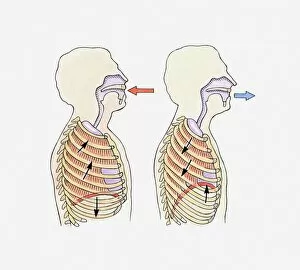 Images Dated 5th May 2010: Illustration showing diaphragm moving down when exhaling and up when inhaling