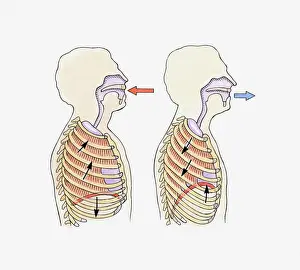 Physiology Prints: Illustration showing diaphragm moving down when exhaling and up when inhaling