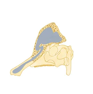 Images Dated 30th October 2008: Illustration showing the direction air passes through bony crest on top of Corythosaurus skull