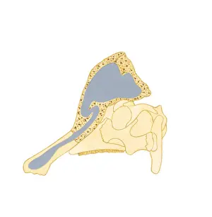On Top Of Prints: Illustration showing the direction air passes through bony crest on top of Corythosaurus skull