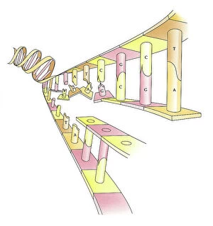 Images Dated 26th November 2008: Illustration showing DNA replication