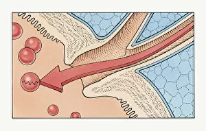 Illustration showing how enzymes flow through human pancreatic duct into duodenum of small intestine