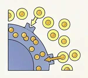 Illustration showing excess Cholesterol in bloodstream over-saturating body cells