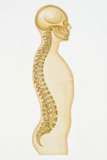 Images Dated 22nd April 2008: Illustration showing human spine and skull