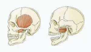 Illustration showing muscles in human skull for chewing and biting