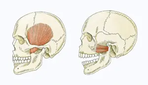 Mouth Open Prints: Illustration showing muscles in human skull for chewing and biting