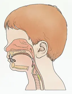 One Boy Prints: Illustration showing physiology of face and neck of elementary age boy