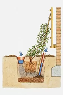 Support Gallery: Illustration showing how to plant climbers by brick wall wall with plastic pipe