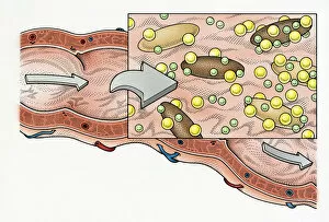 Images Dated 13th August 2009: Illustration showing role of fibre in human digestive process