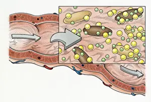 Solid Prints: Illustration showing role of fibre in human digestive process