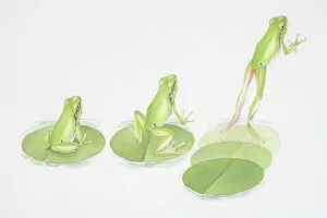 Illustration showing stages of a frog leaping from lily pad