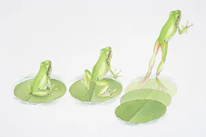 Sequences Collection: Illustration showing stages of a frog leaping from lily pad