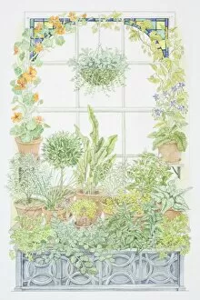 Climbing Collection: Illustration showing a window herb garden