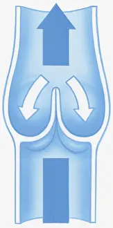 Closed Prints: Illustration of shut valve stopping backward flow of blood