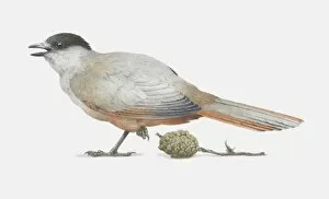 Illustration, Siberian Jay (Perisoreus infaustus) standing on one leg, side view