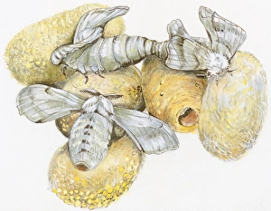 Images Dated 30th October 2008: Illustration of Silkworm (Bombyx mori) pupa hatching from raw silk cocoon