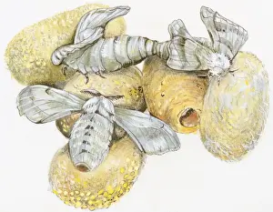 Silk Prints: Illustration of Silkworm (Bombyx mori) pupa hatching from raw silk cocoon