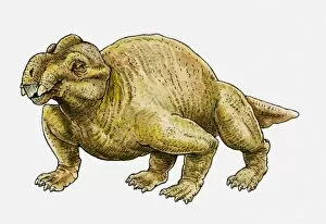 Images Dated 8th April 2010: Illustration of a Sinokannemeyeria, a type of therapsid dinosaur
