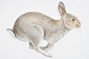 Movement Prints: Illustration, sitting European Rabbit (Oryctolagus cuniculus), side view