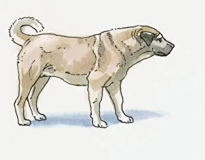 Images Dated 9th February 2009: Illustration of Sivas Kangal Dog (Canis lupus familiaris), the national breed of Turkey