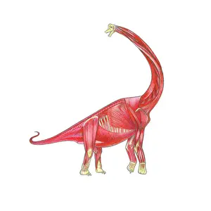 Looking Away Prints: Illustration of skeletal musculature of Brachiosaurus dinosaur
