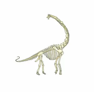 Images Dated 30th October 2008: Illustration of skeleton of Brachiosaurus dinosaur