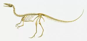 Illustration of the skeleton of a Coelophysis dinosaur, side view