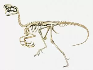 Illustration of the skeleton of an Oviraptor dinosaur, side view