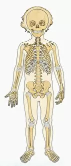 Illustration of skeleton of young boy